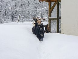 Ziegen im Winter
