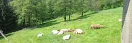 Sheep pasture
