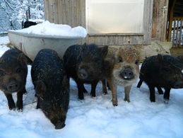 Pig winter